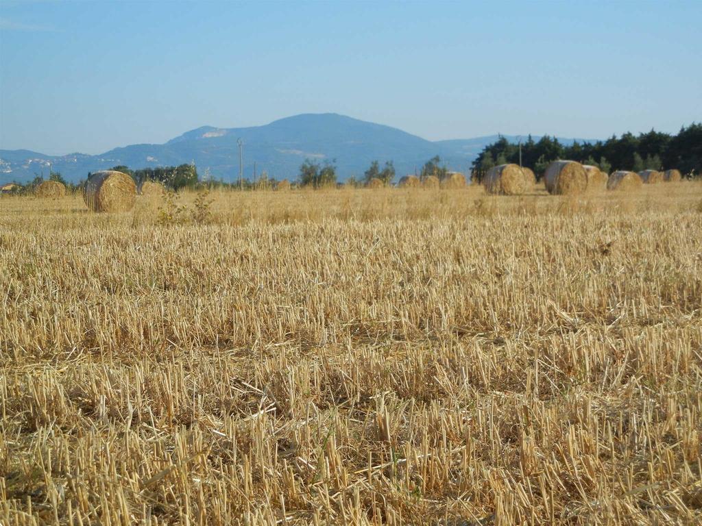 Azienda Agrituristica Le Betulle Riotorto Εξωτερικό φωτογραφία